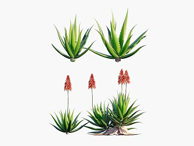 Bonsai Potted Aloe Vera Plants with Green Leaves and Red Flowers 3d model