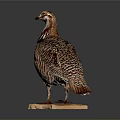 Flying Animal Quail With Striped Feathers Standing On Wooden Base Against Dark Background