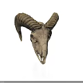 Sheep Skull With Curved Horns Isolated On White Background Showing Natural Features