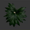 Tall Green Palm Plant With Lush Leaves In Woven Brown Basket Planter