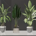 Large Leafy Potted Green Plants In Stylish Patterned And Square Planters For Modern Indoor Decor