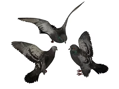 Gray and Black Pigeons Flying with Spread Wings on White Background 3d model