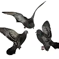 Gray and Black Pigeons Flying with Spread Wings on White Background