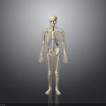 Realistic Human Skeleton Model with Blue Internal Structures and Gray Gradient Background