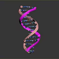 Colorful DNA Double Helix Molecular Model With Pink Strands And Blue Purple Nucleotides
