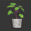 Green Leaf Plant With Pink Stem In Gray Concrete Pot On Dark Background