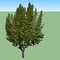 Two Lush Arbor Trees With Vibrant Green Foliage And Strong Trunks