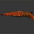 Vibrant Red Crustacean Creature Features Curved Body Shiny Exoskeleton And Black Eyes Antennae