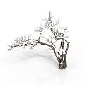 Leafless Winter Tree With Snow Covered Trunk On White Background 3d model