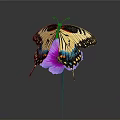 Colorful Butterfly With Yellow Black And Blue Wings Perched On Purple Flower