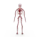 Human Body Organ System Showing Blood Vessels and Circulatory Network Anatomical Structure