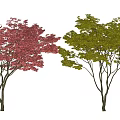 maple red maple chicken claw maple green maple feather maple japanese red maple 3d model