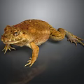 Brown Toad With Rough Skin And Bulging Eyes On Smooth Surface 3d model