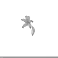 White Lilies In Different Shapes With Stems And Leaves On Black Background