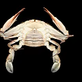 Close Up View Of Crab With Large Claws And Detailed Shell On Black Background