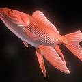 Red Goldfish with Large Fins Flowing Tail and Orange Red Body in Dark Background