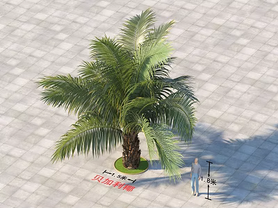 Arbor Palm Tree with 5 Meters Height and 150cm Trunk Diameter on Square Paved Ground 3d model