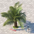 Arbor Palm Tree with 5 Meters Height and 150cm Trunk Diameter on Square Paved Ground