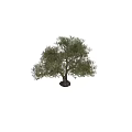 Mature Olive Tree with Forked Trunk and Lush Foliage Featuring Human Silhouette