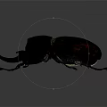 Dark Colored Beetle With Large Horn Like Structures And Chitinous Body On Gray Background