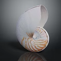 Nautilus Shell Decorative Ornament White With Orange Stripes For Home Tabletop Decor