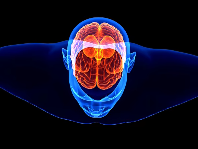Human Brain 3D Medical Visualization Showing Internal Structure And Neural Pathways 3d model