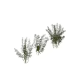 Various Green Bamboo Plants With Different Growth Forms On White Background 3d model