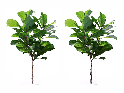 Two Lush Green Plants With Large Leaves And Brown Stems Standing On White Background 3d model