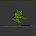 Circular Grass Field With Green Tree And Black Road With White Lines