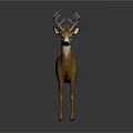 Realistic Brown Deer With Large Antlers Standing On Gray Background