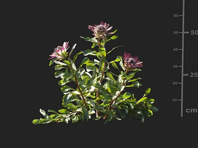 Pink Blooming Flowers With Green Leaves And Lush Branches On Healthy Plant 3d model
