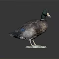 Taxidermy Duck Standing with Green Head and Brown Feathers on Hexagonal Base