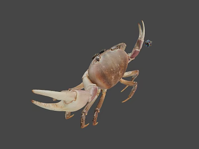 Realistic Brown Crab With Large Claws On Gray Background 3d model