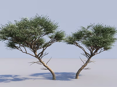Tall Green Leafy Trees With Slender Trunks Spreading Branches Against Light Blue Sky 3d model