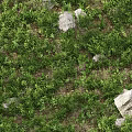 Lush Green Wild Plants Growing Among Natural Stones In Garden Area