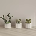 Three Different Potted Cacti In White Concrete Pots For Modern Home Decor