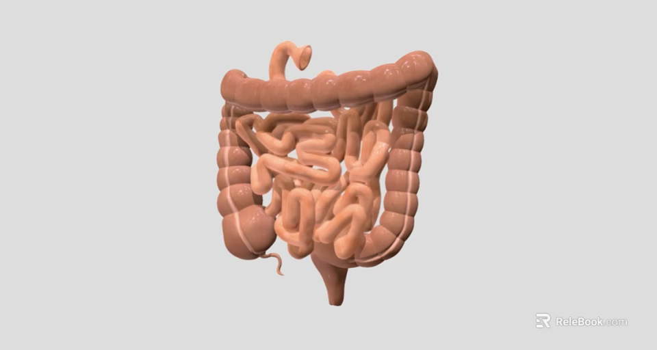 Detailed Game Movie Character Featuring Realistic 3D Intestinal Anatomical Structure Model 3d model 