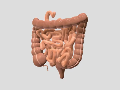 Detailed Game Movie Character Featuring Realistic 3D Intestinal Anatomical Structure Model 3d model
