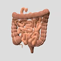 Detailed Game Movie Character Featuring Realistic 3D Intestinal Anatomical Structure Model