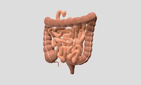 Small intestine Large intestine Internal organs Human organs 3d model