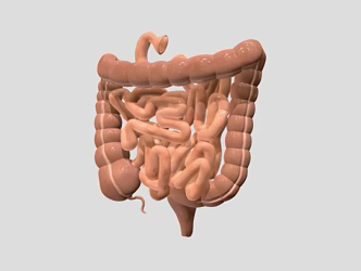 Small intestine Large intestine Internal organs Human organs 3d model