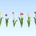Vibrant Tulips in Multiple Colors with Green Stems Against Light Blue Background