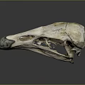 parrot skull hawk skull bird skull bird fossil 3d model