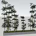 Bamboo Plants of Various Heights in Rectangular Planter with Lush Green Leaves