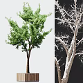 Bonsai Plant With Green Leafy Tree And White Decorative Branches 3d model