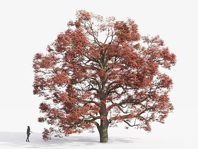 Large Tall Tree with Red Leaves Standing Outdoor Near Walking Person 3d model