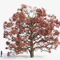Large Tall Tree with Red Leaves Standing Outdoor Near Walking Person
