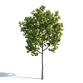 The Modern Tree 3d model