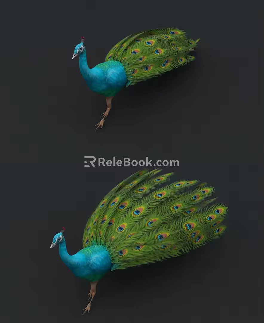 Peacock Open Screen Peacock Animation Peacock Open Screen Animation 3d model