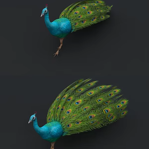 Peacock Open Screen Peacock Animation Peacock Open Screen Animation 3d model